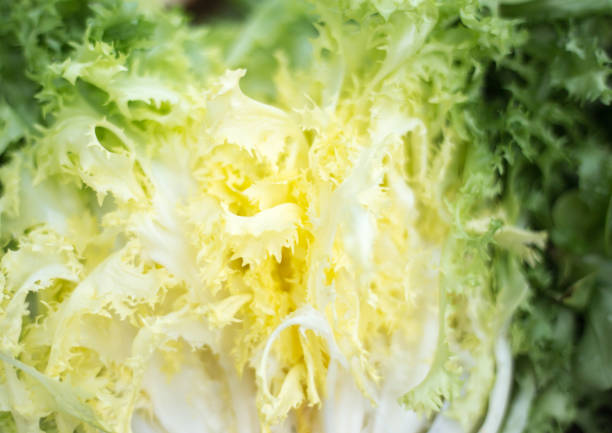 Lyon, France: Fresh Escarole Close-Up Cross-Section Full Frame