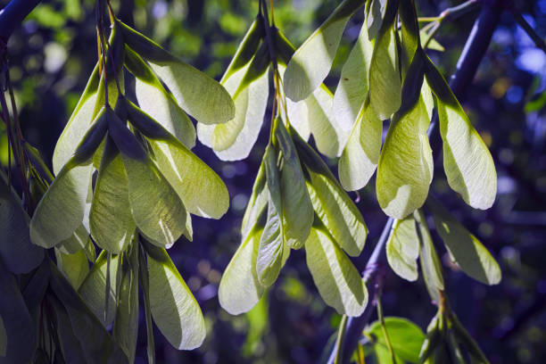 Acer negundo, the box elder, boxelder maple, Manitoba maple or ash-leaved maple, is a species of maple native to North America. It is a fast-growing, short-lived tree with opposite, compound leaves.