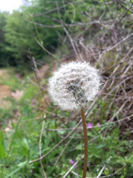 diente de león en la naturaleza - 16324 fotografías e imágenes de stock