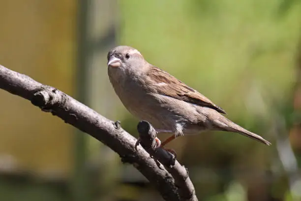 21 april 2023, Yutz, Basse Yutz, Thionville, Portes de France, Moselle, Lorraine, Grand est, France. It's spring. In the garden, a female House Sparrow has just perched on a branch. The bird is in profile. He is on the alert, ready to take off.