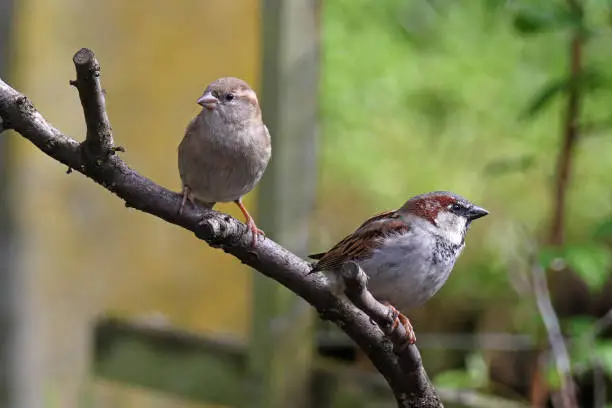 21 april 2023, Yutz, Basse Yutz, Thionville, Portes de France, Moselle, Lorraine, Grand est, France. It's spring. In the garden, a couple of female House Sparrows have landed on a branch. On the right, the male looks aside, on the left, the female looks away.
