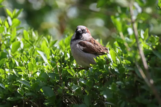 21 april 2023, Yutz, Basse Yutz, Thionville, Portes de France, Moselle, Lorraine, Grand est, France. It's spring. In the garden, a male House Sparrow has landed in a hedge. The brown plumage of the bird blends well with the soft green of the young leaves of the bushes.
