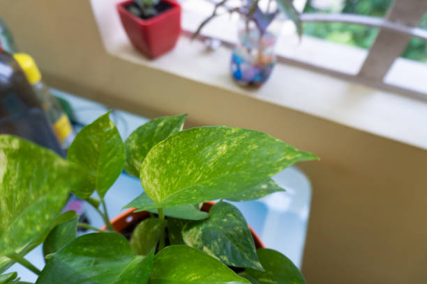 Indoor plants leaves in house interiors