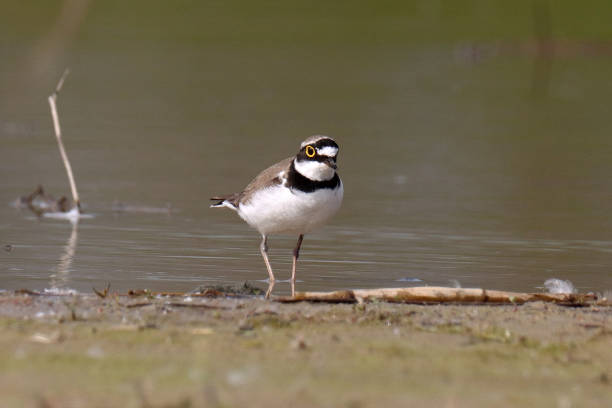 istock Petit gravelot - Little Ringed Plover (Charadrius dubius). 1488167112