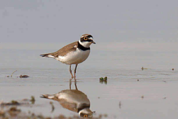 istock Petit gravelot - Little Ringed Plover (Charadrius dubius). 1488167143