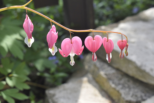 branch of pink bleeding hearts over stones, springtime
Downers Grove, Illinois  USA