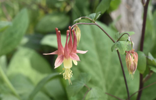 istock Newly Open Columbine 1488168776