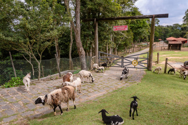 stadt são roque, brasilien. aldeia parque pousada hotel. ziegen grasen in der nähe des eingangs zur tierfarm. - animal captivity building stock-fotos und bilder