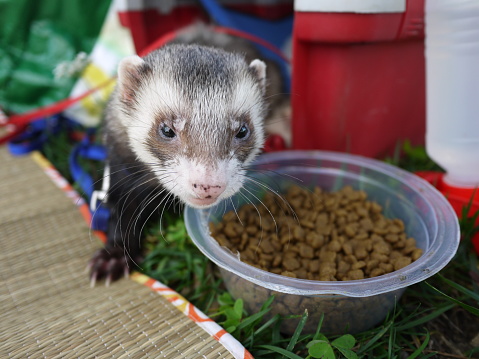 Cute ferret eating food from a bowl on green grass.