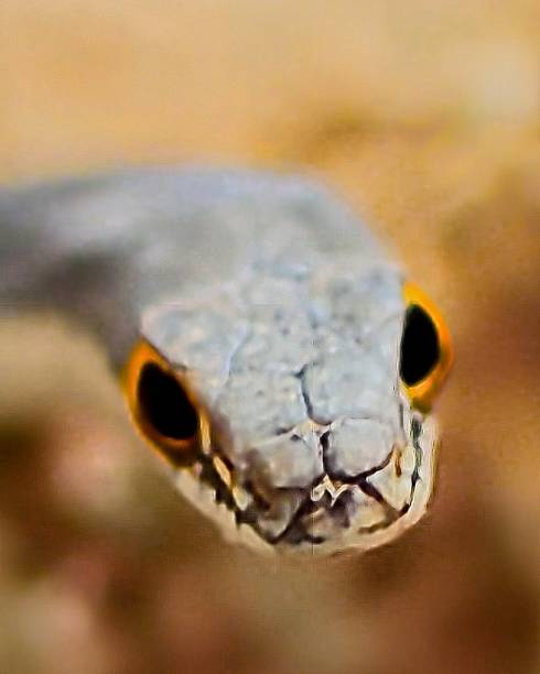 istock Sonoran Whipsnake Close-up 1488172098