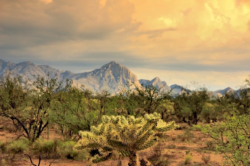 The beautiful surroundings of South Mountain Park, Phoenix, Arizona located in the Southwest USA. The park is home to the famous saguaro cactus which is a world famous symbol for the Western United States.