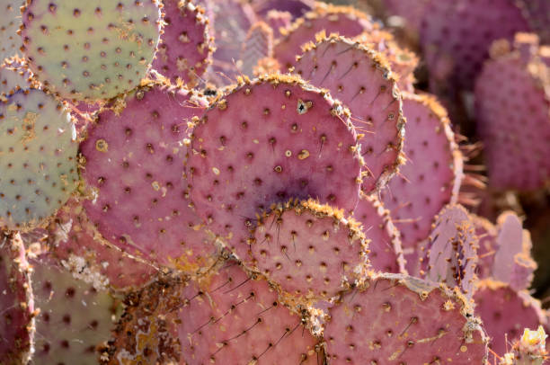 prickly pear fruit growing on a cactus