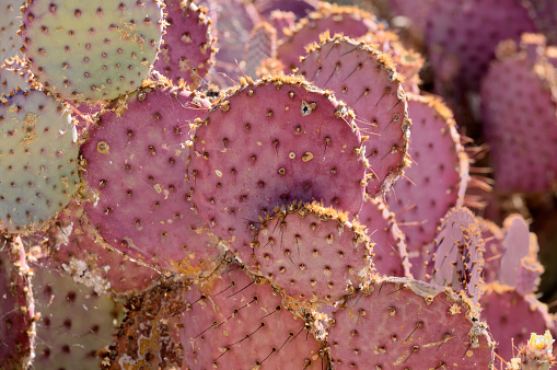 Abstract textured surface of cactus flower