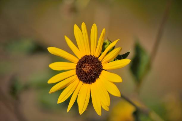 istock Brown-eyed Susan Blossom 1488172339