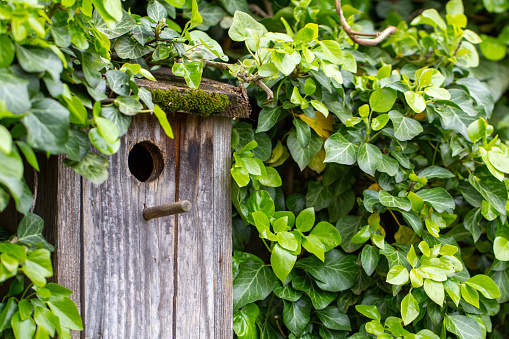 Bird house entwined with ivy