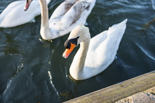 Swan In A River In Windsor