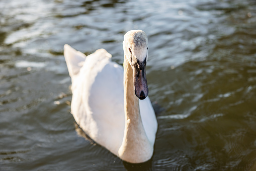 White swan on black and white image