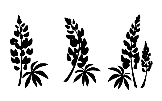 Lupine flowers. Black silhouettes of lupine flowers isolated on a white background. Set of vector illustrations