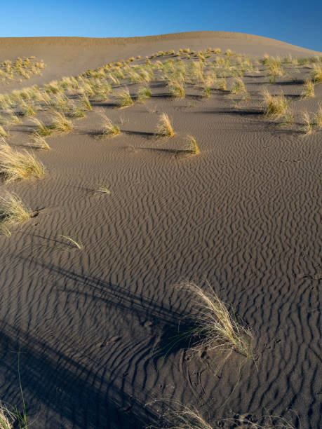 istock Small grasses grow amongst desert sand 1488173477