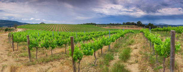 istock Landscape of vineyards 1488175242