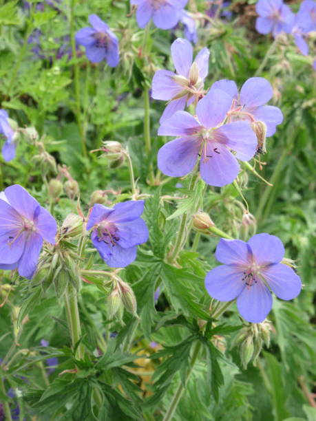 istock Bright Geranium Garden Flowerbed 1488176187