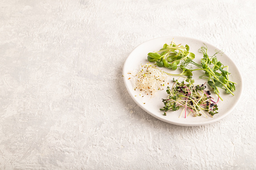 White ceramic plate with microgreen sprouts of green pea, sunflower, alfalfa, radish on gray concrete background. Side view, copy space.