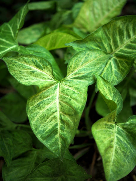 istock variegated plants and leafe 1488178293