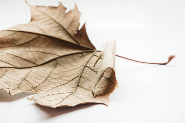 Leaf autumn fall seasonal nature