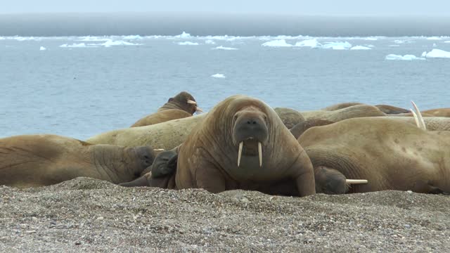 Walrus. Colony of animals relaxes at the sea in arctic Spitsbergen. A family of walruses. Group Of Walruses Relax Near Water On Shore Of Arctic Ocean In Svalbard.