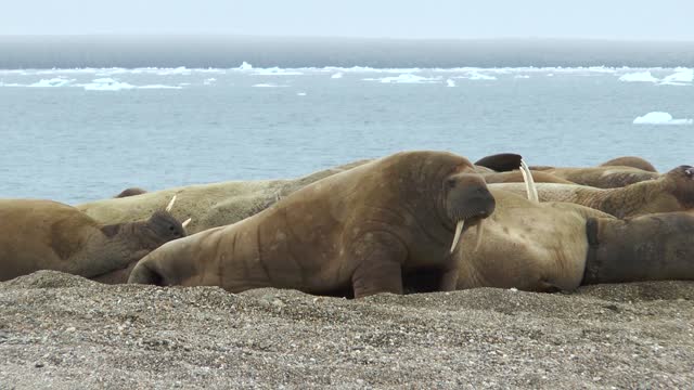 Walrus. Colony of animals relaxes at the sea in arctic Spitsbergen. A family of walruses. Group Of Walruses Relax Near Water On Shore Of Arctic Ocean In Svalbard.