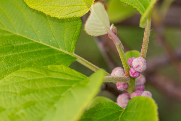 Kiwi buds and leaves in spring.