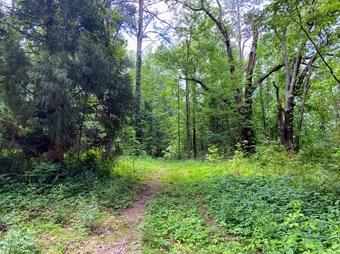 Forest in Anniston, Alabama