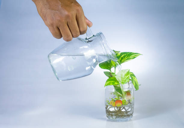 istock Watering the plant 1488184302