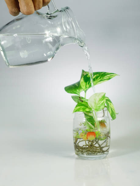 istock Watering the plant 1488184303