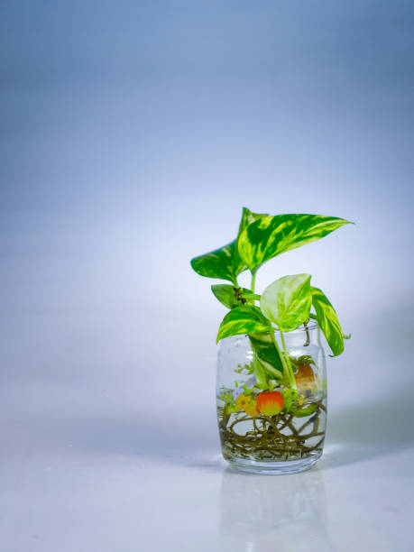 istock Decorative plant on the glass vase. 1488184329