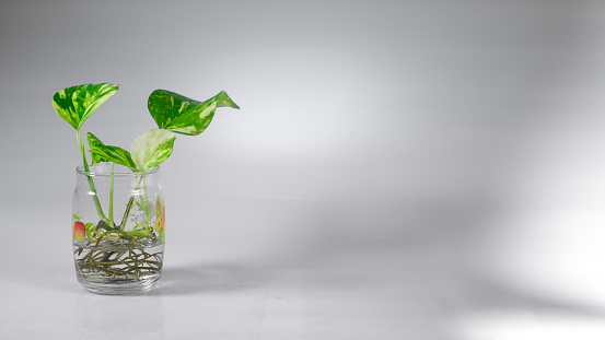 Background concept of decorations plant in the glass vase isolated in white background. Earth day, gardening.