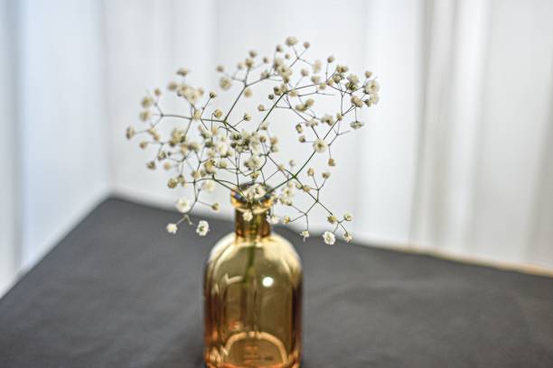 istock Baby's breath for love gift 1488185240