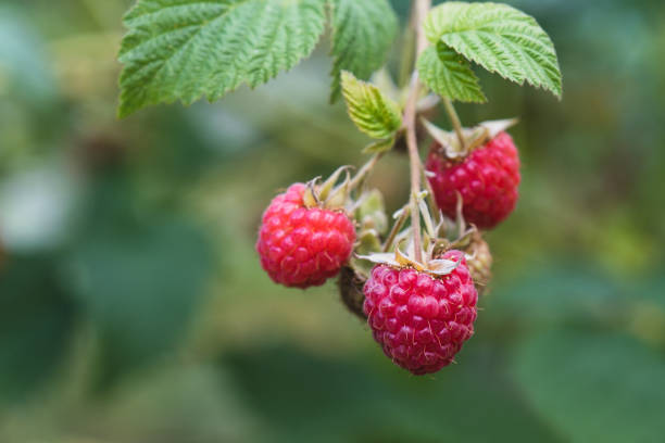 istock Small branch with raspberries close-up. Selective focus 1488186916