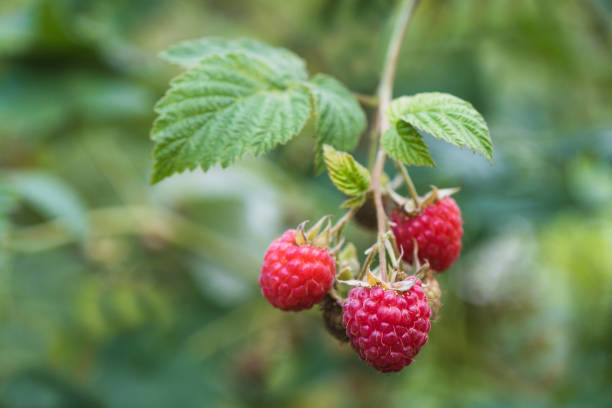 istock Small branch with raspberries close-up. Selective focus 1488186926