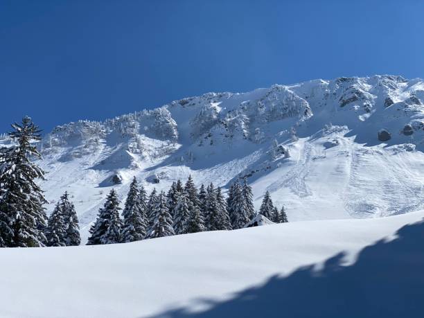 istock Fairytale alpine winter atmosphere and snow-covered coniferous trees on the mountain peak Neuenalpspitz (1817 m), Nesslau - Obertoggenburg region, Switzerland (Schweiz) 1488187033