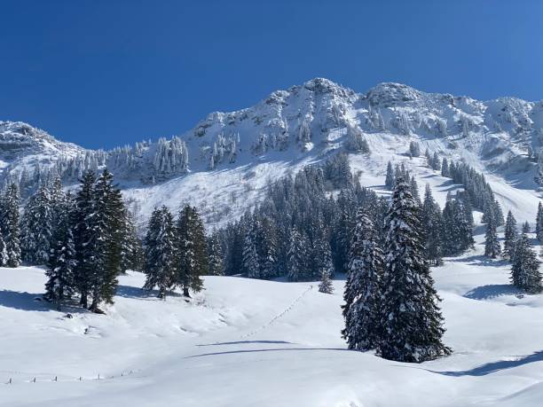 istock Fairytale alpine winter atmosphere and snow-covered coniferous trees on the mountain peak Neuenalpspitz (1817 m), Nesslau - Obertoggenburg region, Switzerland (Schweiz) 1488187059