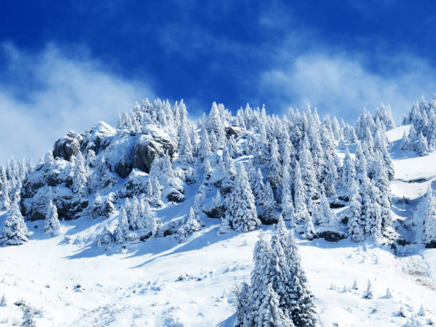 istock Fairytale alpine winter atmosphere and snow-covered coniferous trees on the mountain peak Neuenalpspitz (1817 m), Nesslau - Obertoggenburg region, Switzerland (Schweiz) 1488187076