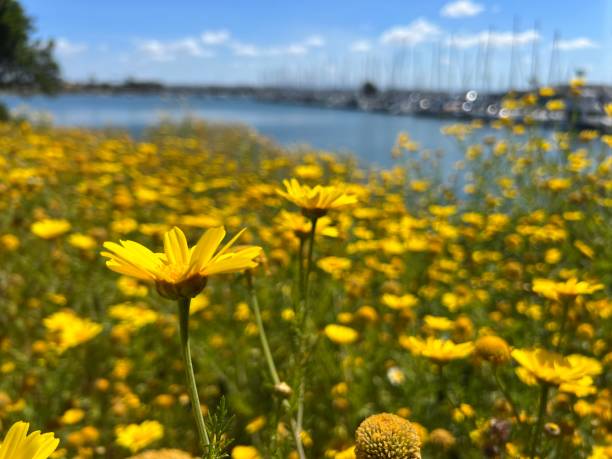 istock Spring wildflowers along the coastline 1488187215