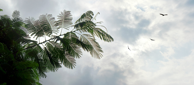 Tropical tree branch over stormy sky