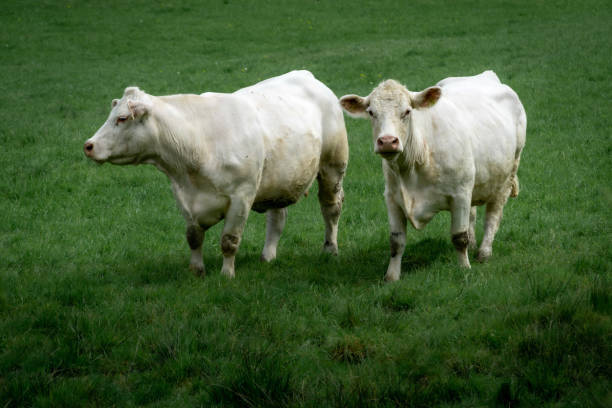istock two cows in a green meadow 1488188892