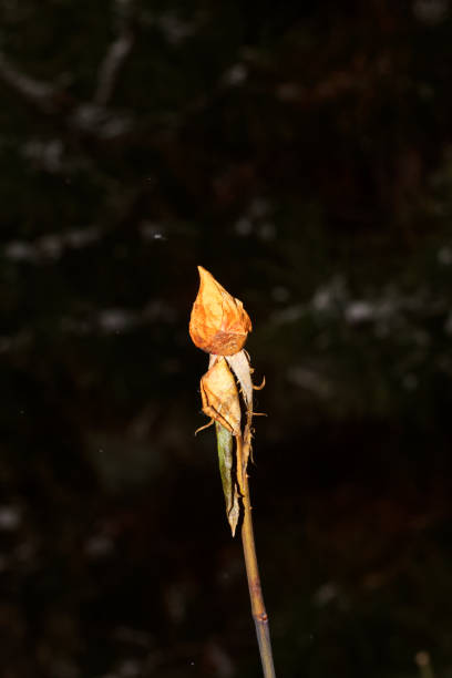 rose fermée à la fin de l’hiver - flower snow winter close up photos et images de collection