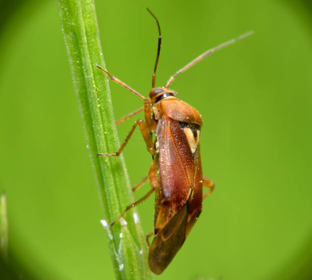 istock Brown beetle sits on a green twig 1488189220