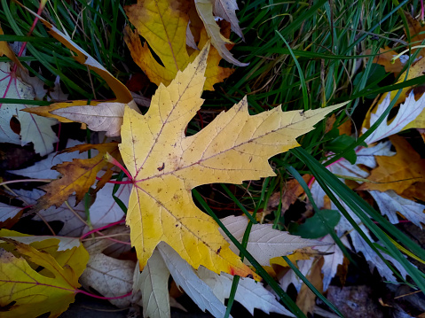 Lonely yellow maple leaf lies on the grass