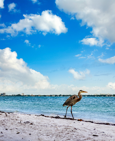 Tropical bird on sandy beach in Sarasota, Florida