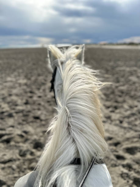 istock Camargue horse riding 1488191445